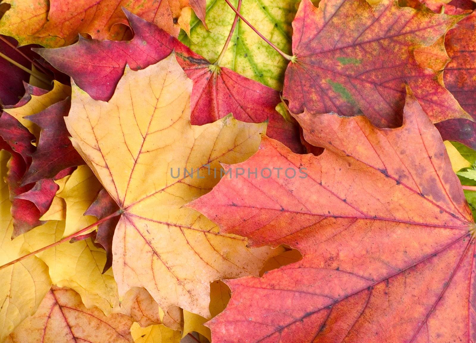 Fallen leaves- autumn background.