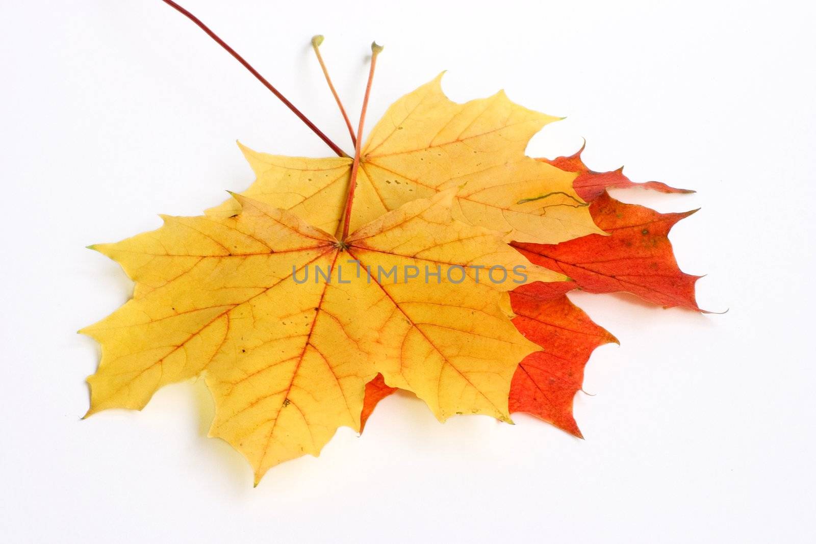 Fallen leaves isolated on white background.