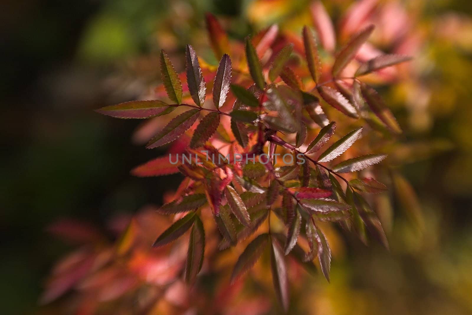 beautiful color effect of the blurred background lensbaby