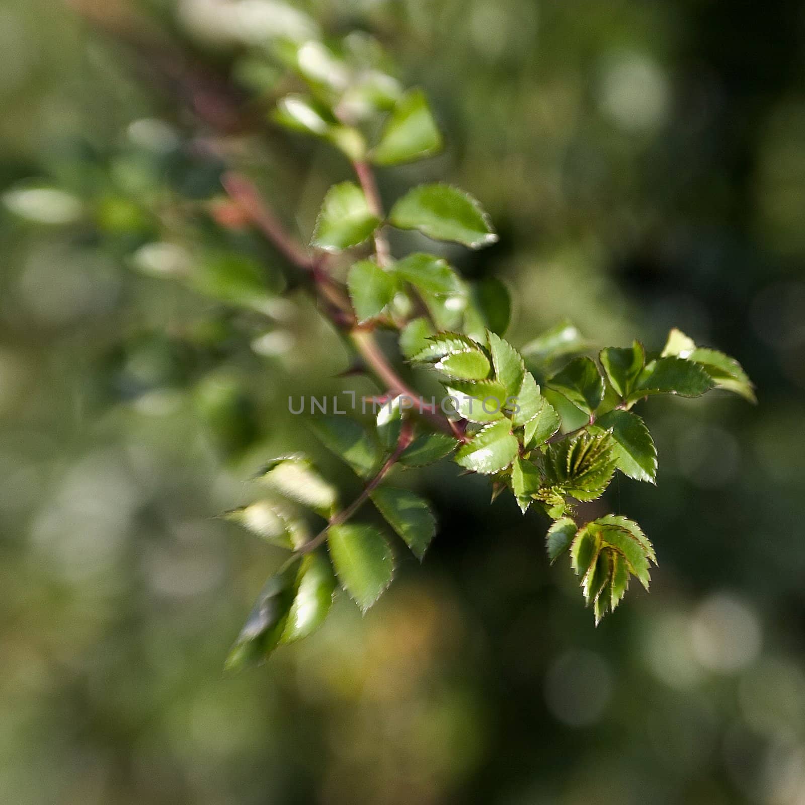 beautiful color effect of the blurred background lensbaby