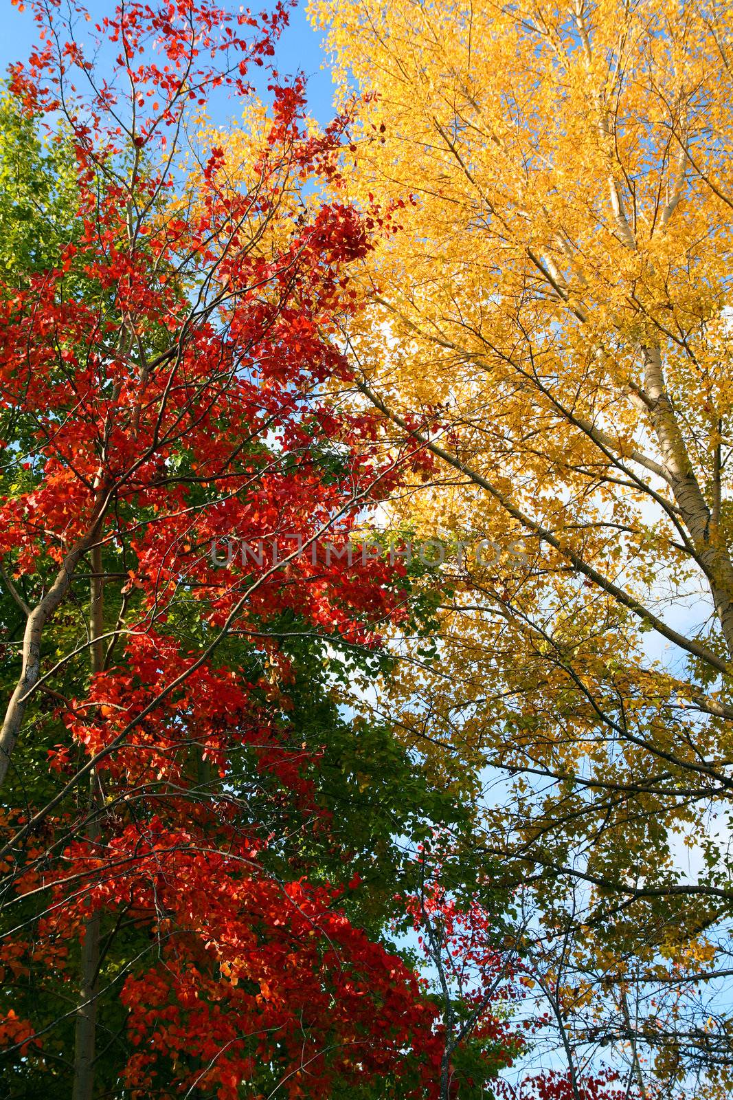 red and yellow autumn trees
