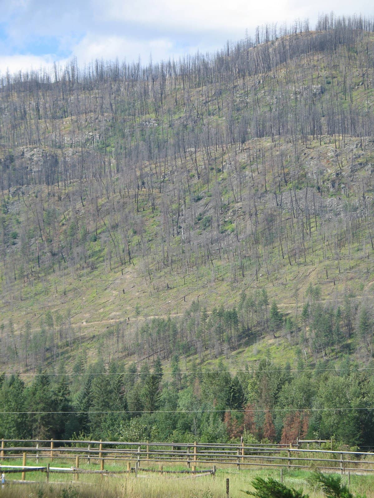 mountain after a forest fire