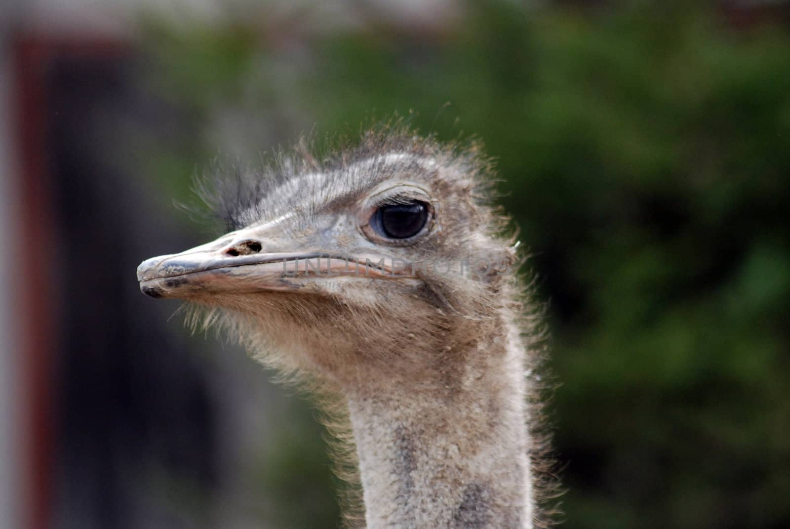portrait of an ostrich by nehru