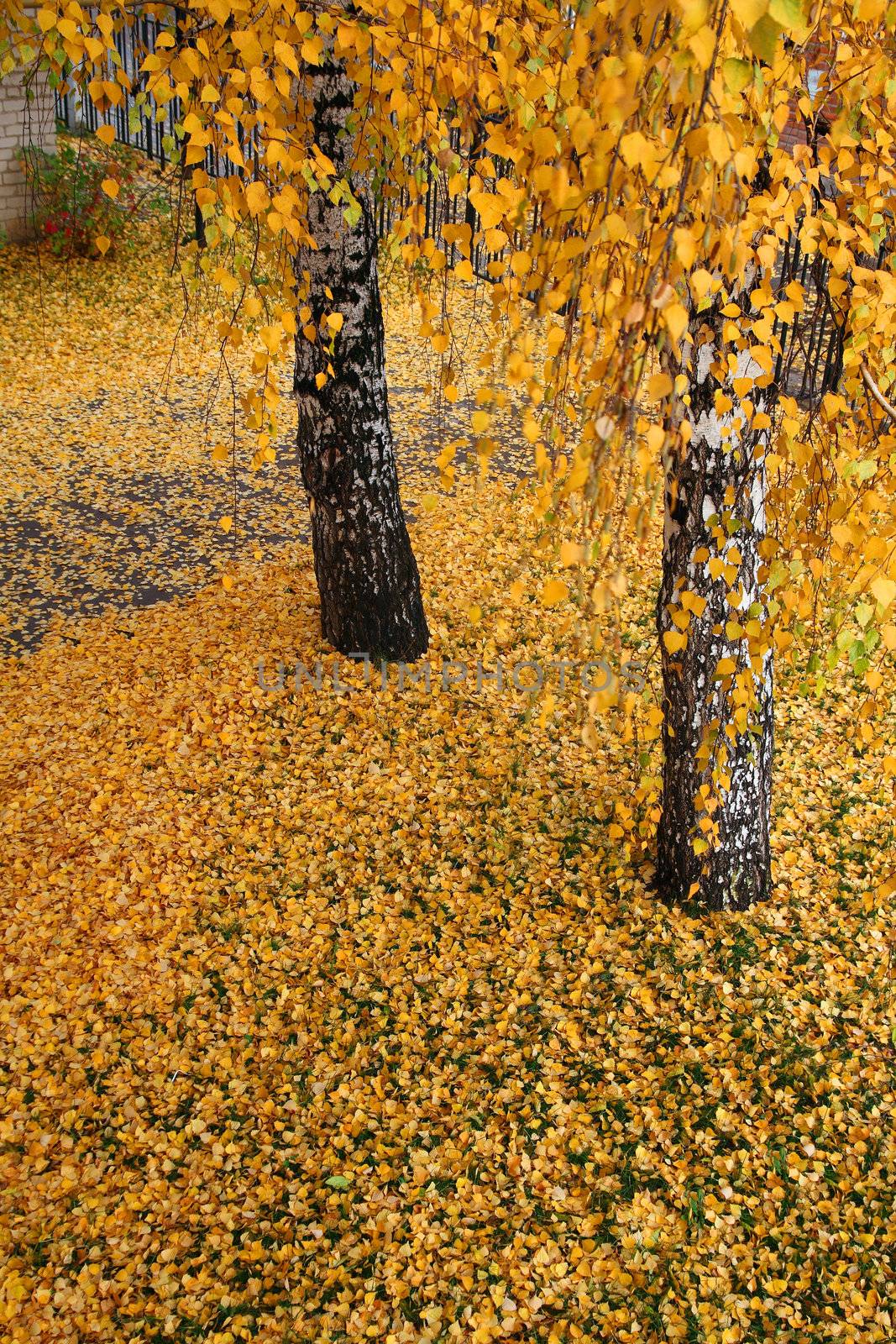 autumn leaves by Mikko