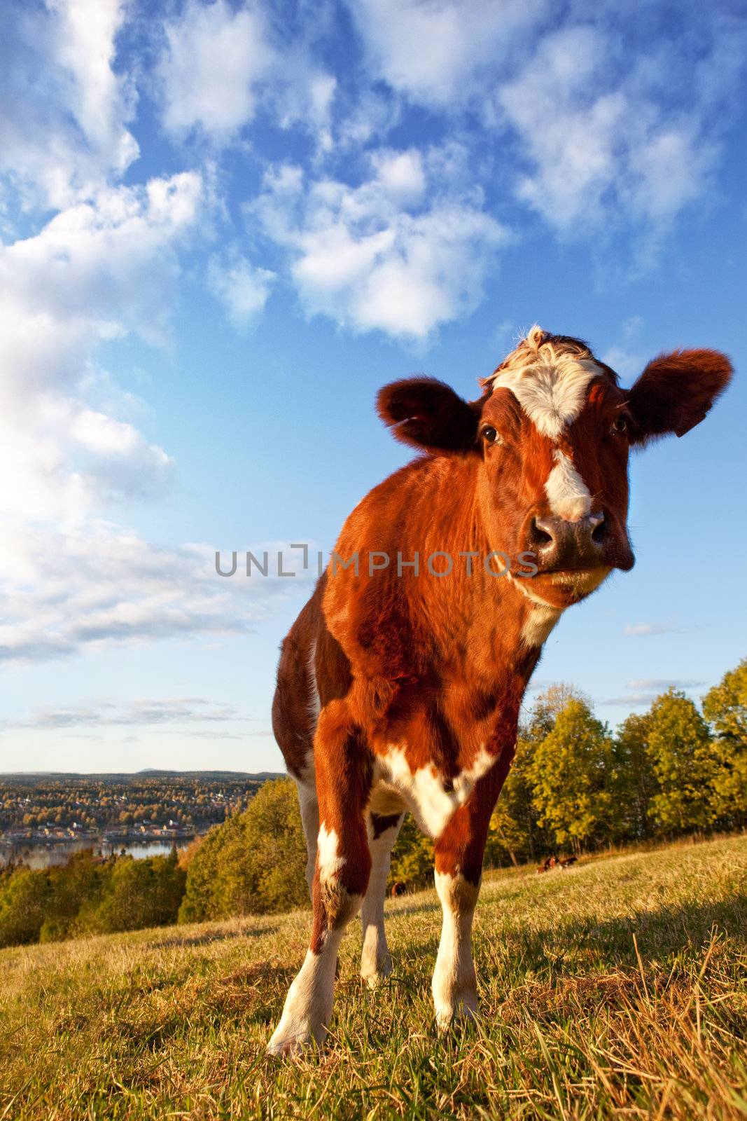Funny Cow by leaf