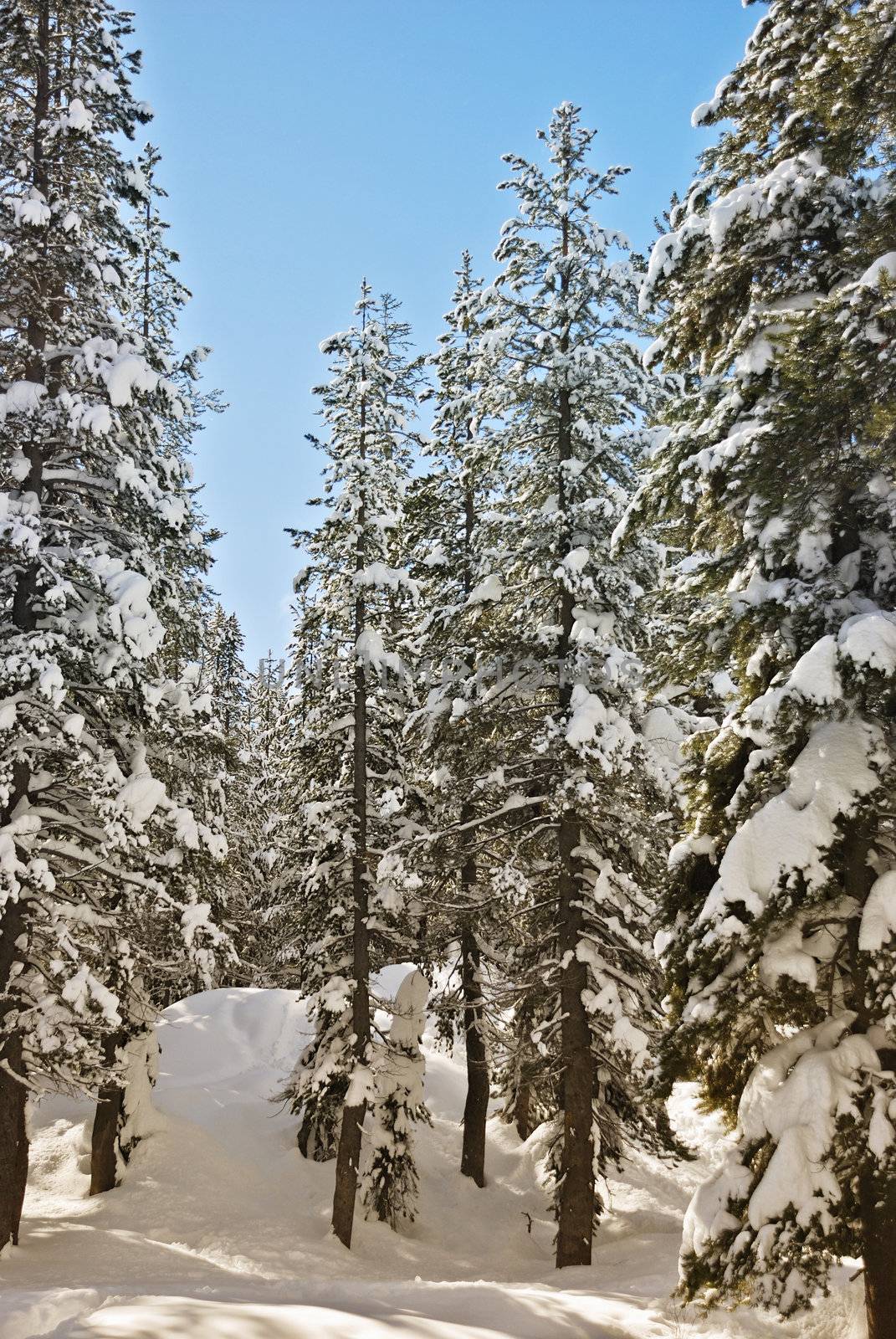 Sunny winter day among the conifers in the Lake Tahoe.