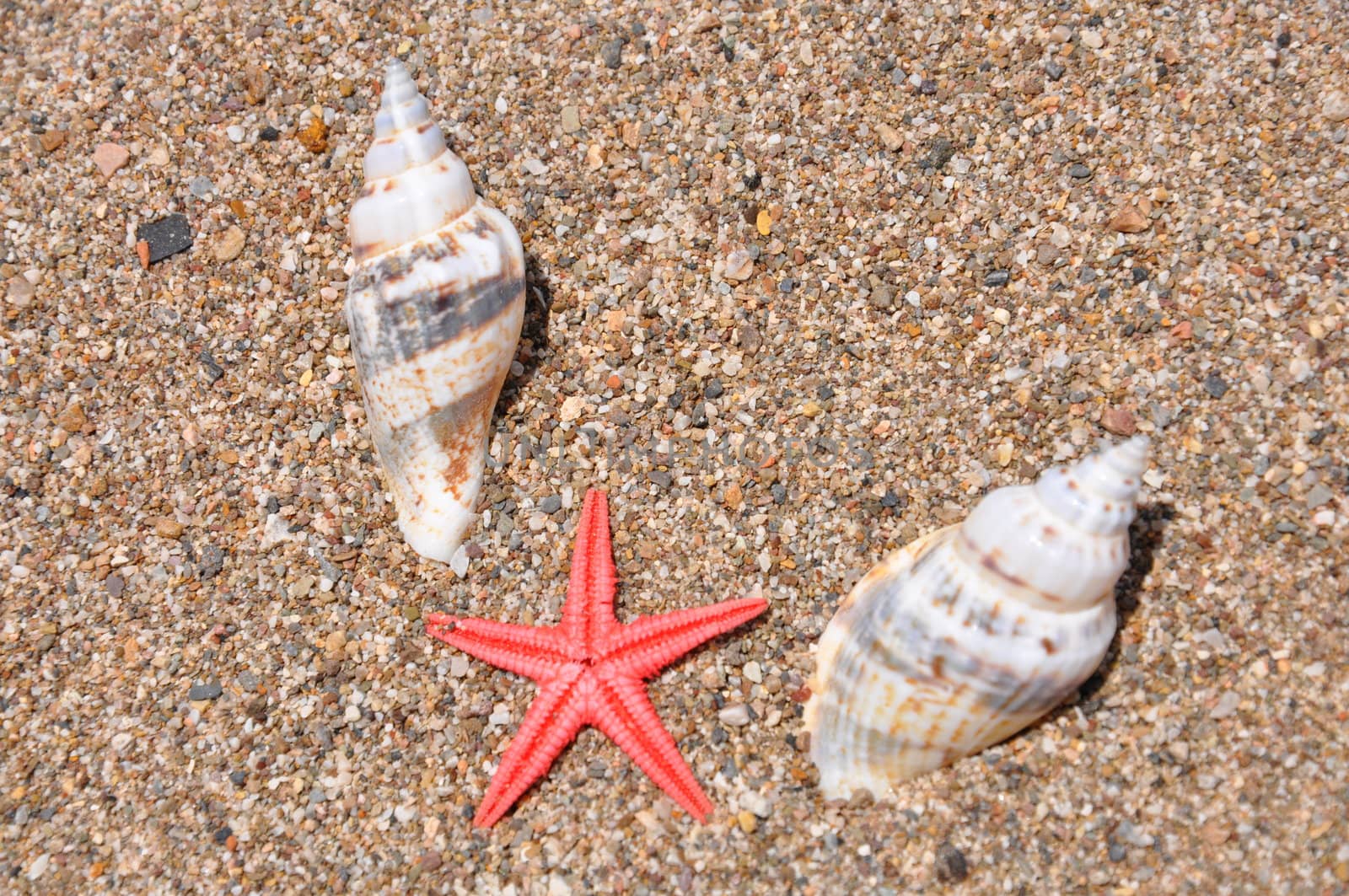 Sea stars and two shells by costarico