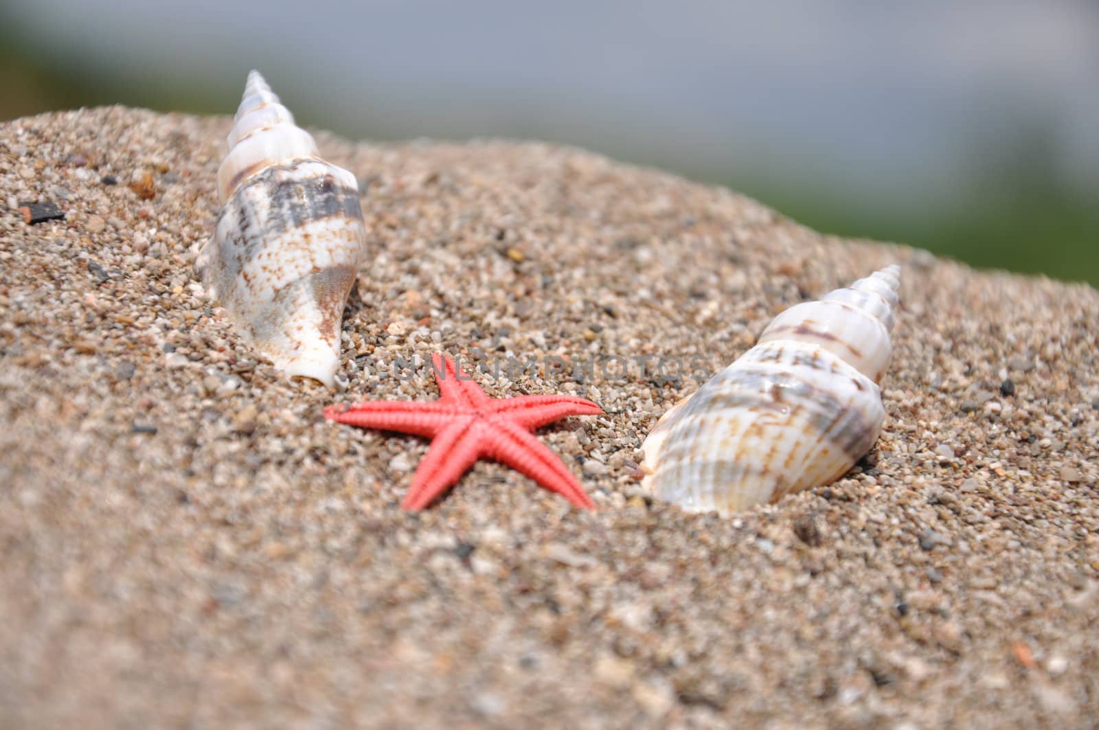 Sea stars and two shells by costarico