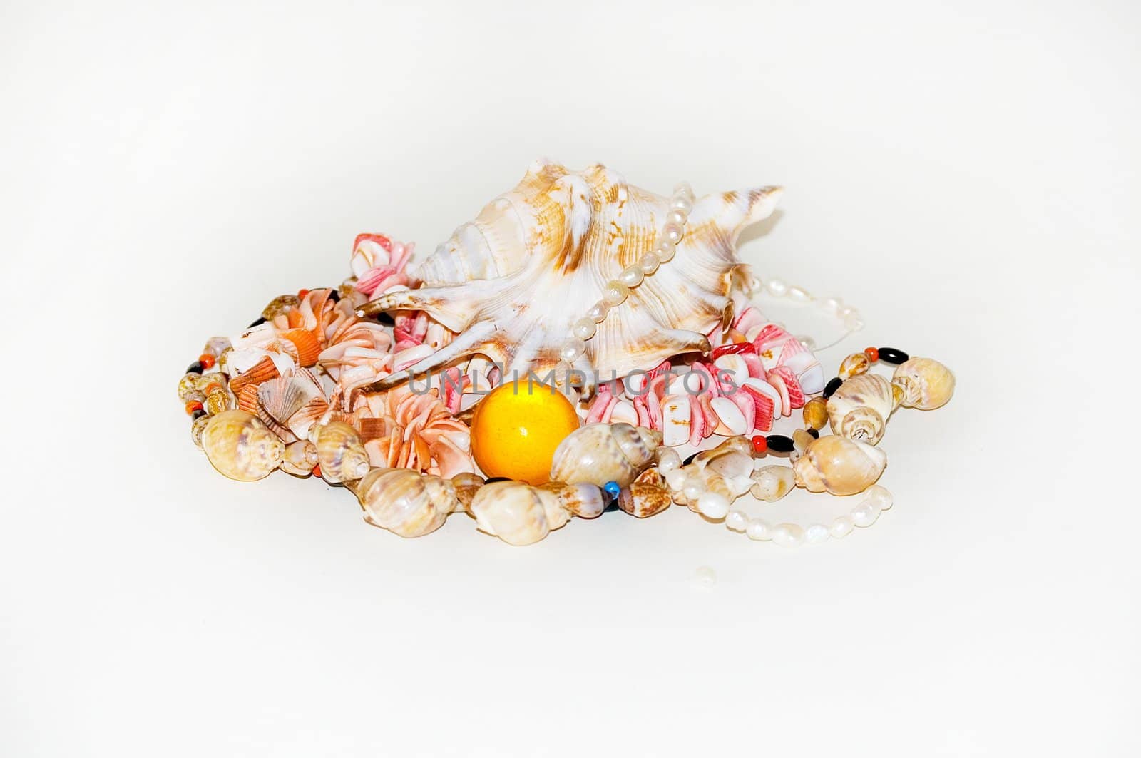  Sea cockleshells on a white background