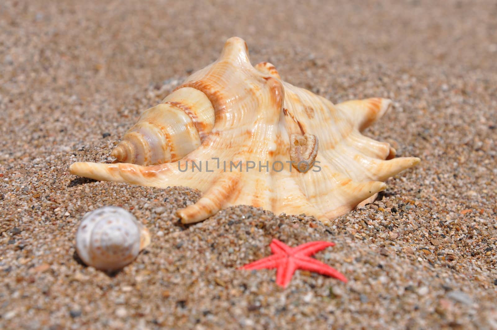 Sea stars and shells at the beach 