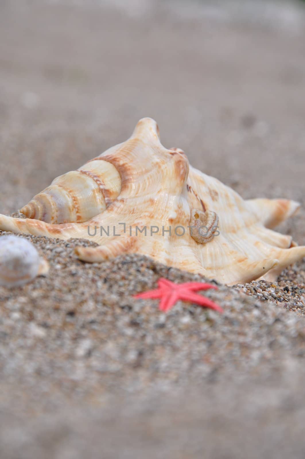 Sea stars and shells at the beach  by costarico