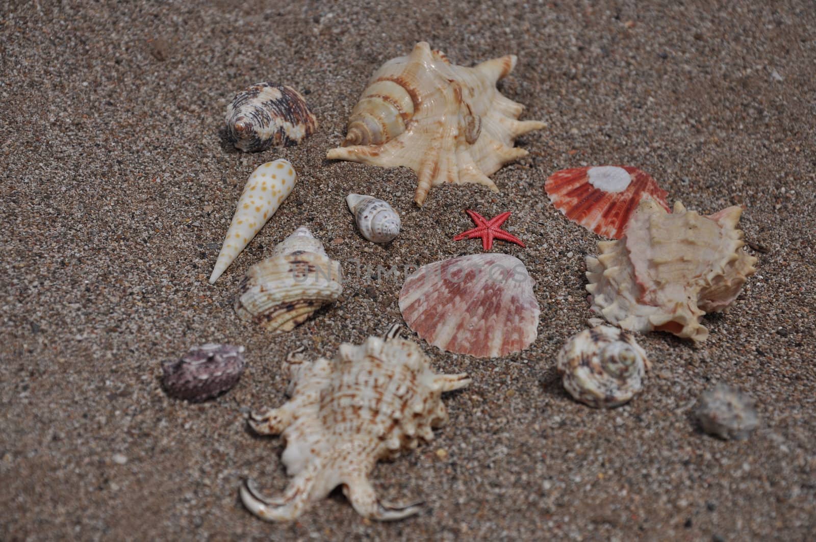 Sea stars and shells at the beach  by costarico