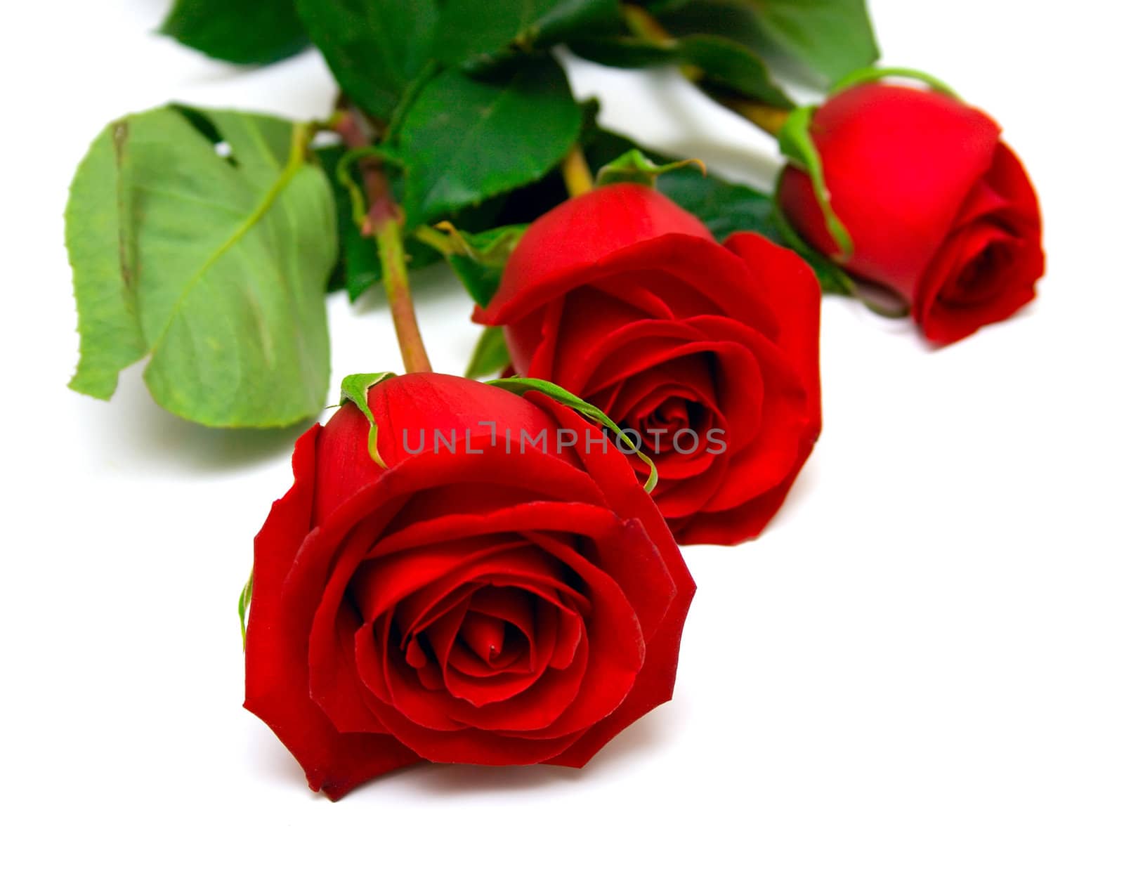 Red roses with green leaves. Isolation on white background. Shallow DOF