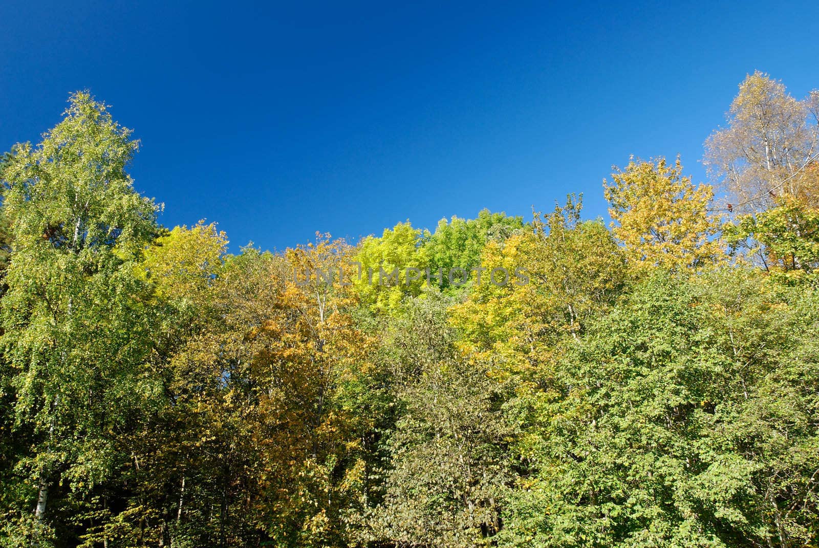 Multi-coloured autumn trees on deep blue polarised sky
