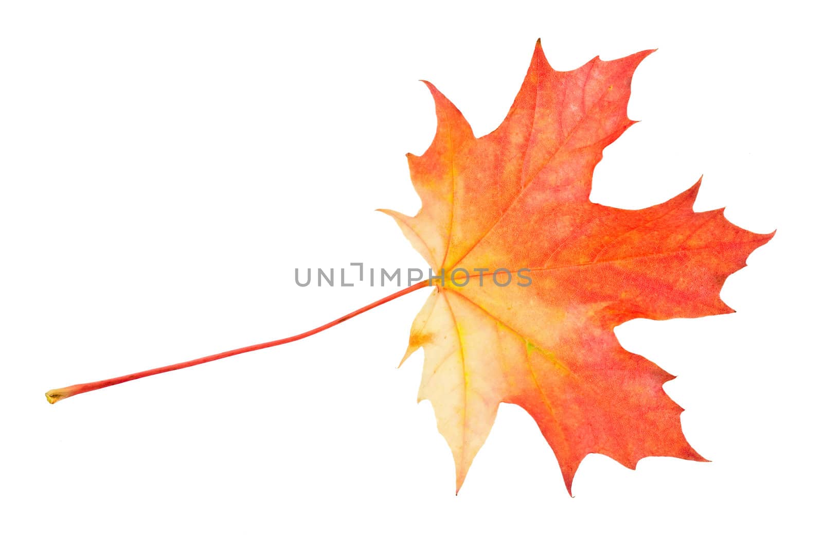 rusty maple leaf by Alekcey