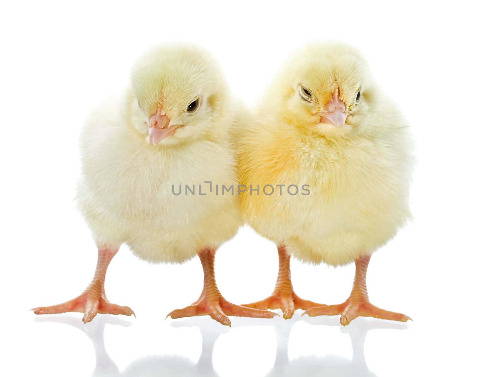 two small yellow chicks, isolated on white