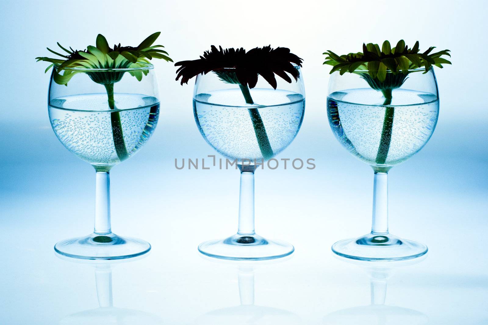 Gerbera flowers in wine glasses with water