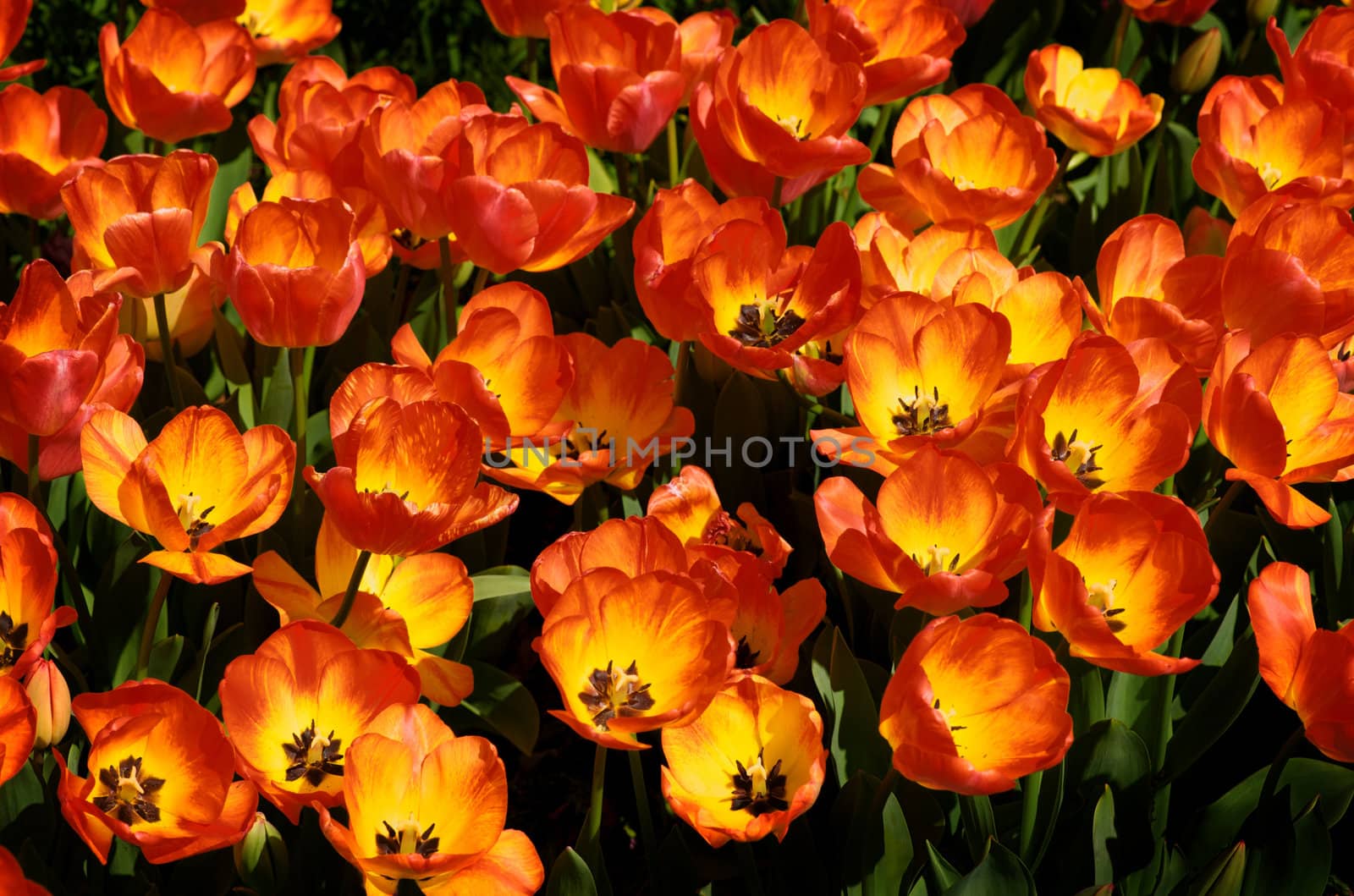 A very vibrant image of a field of red, orange tulips