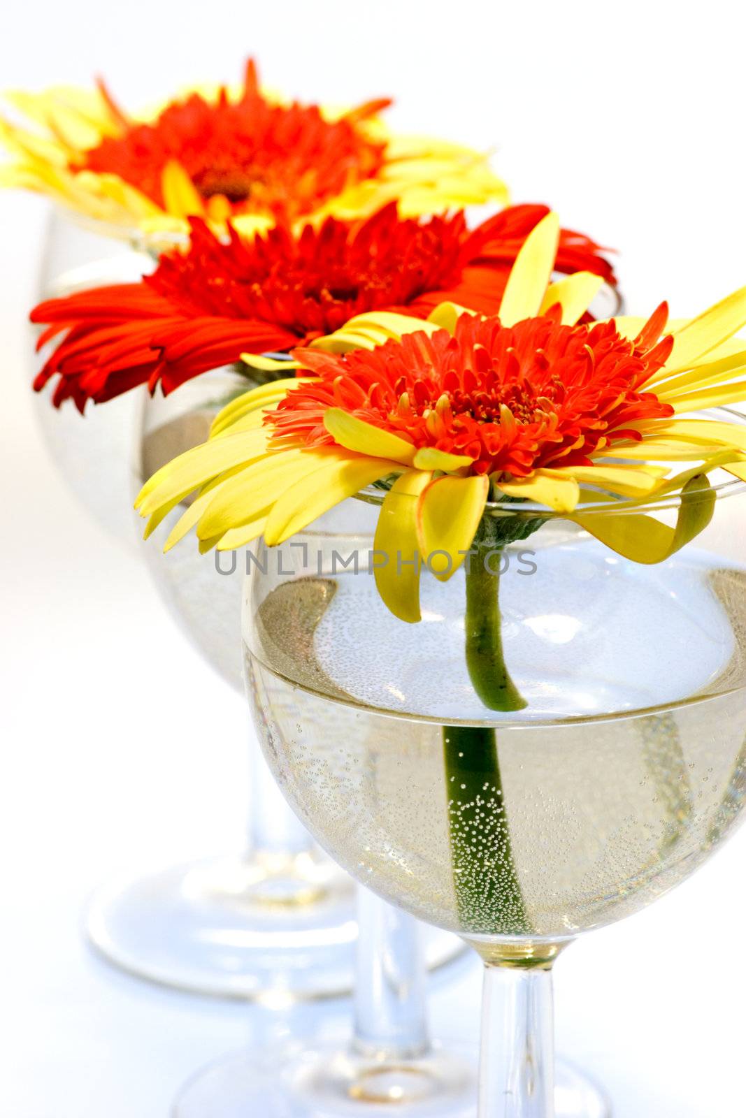 Red and yellow Gerbera flowers in wine glasses with water