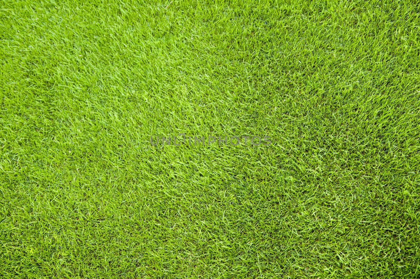 Close-up image detail of fine green grass