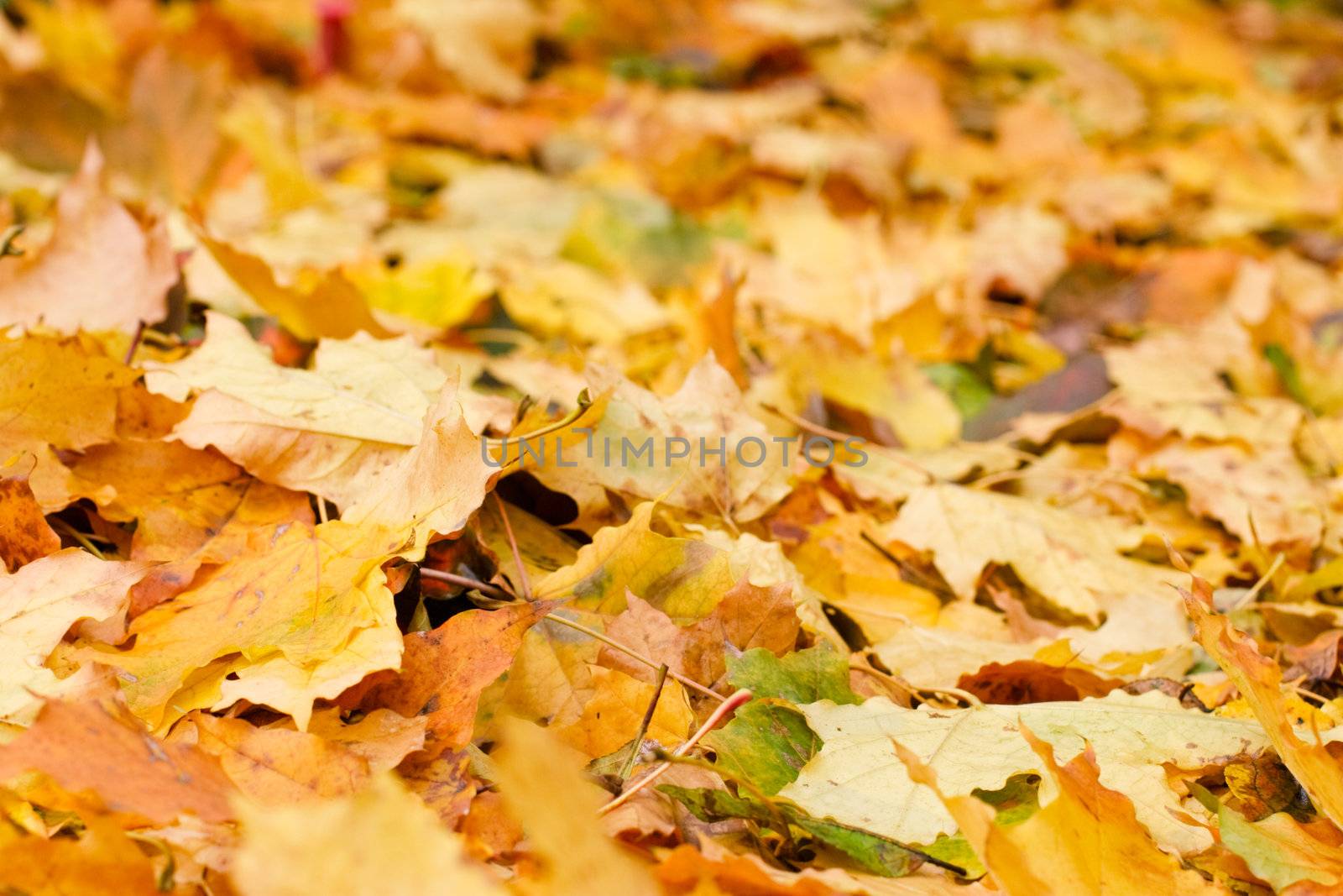 Maple leaves on pavement background