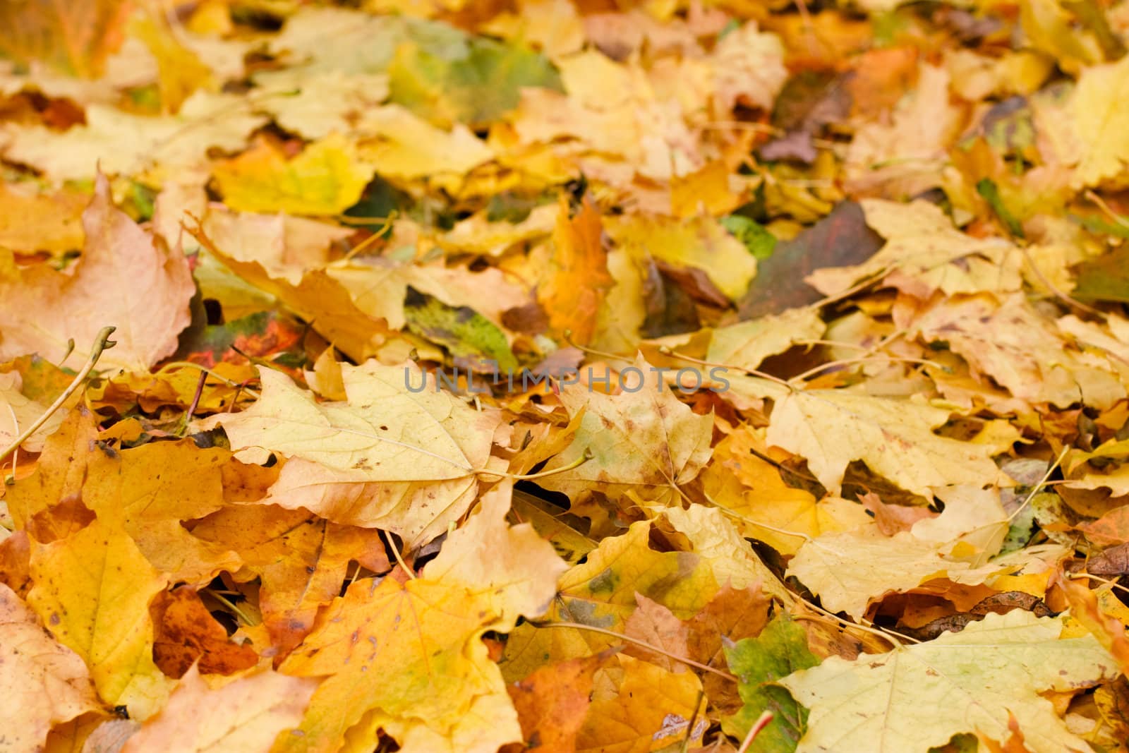 Autumn leaves by naumoid