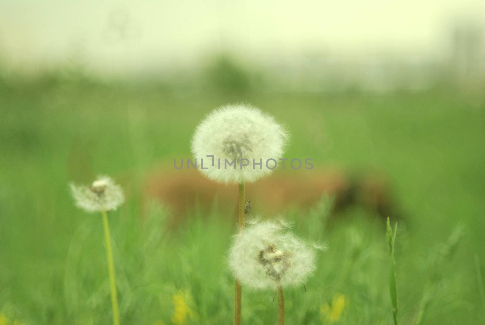 Three dandelion and insect against a backdrop of green meadows and dogs tail flapping. Shooting made with a maximum size aperture - 1.8. Lens- Pancolar 1.8/50