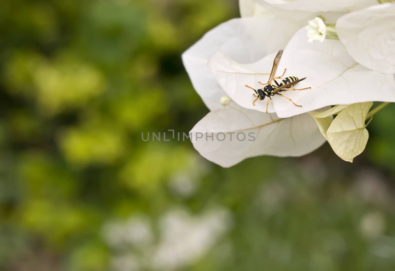 Mediterranean wasp or hornet on flower