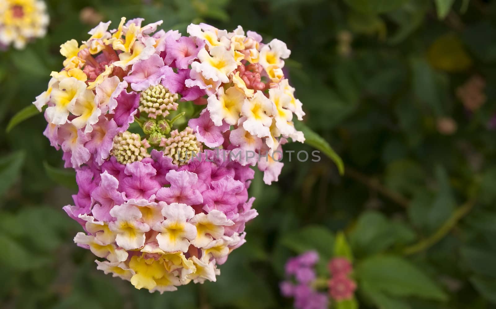 Little flower in macro with delicate pastel colours