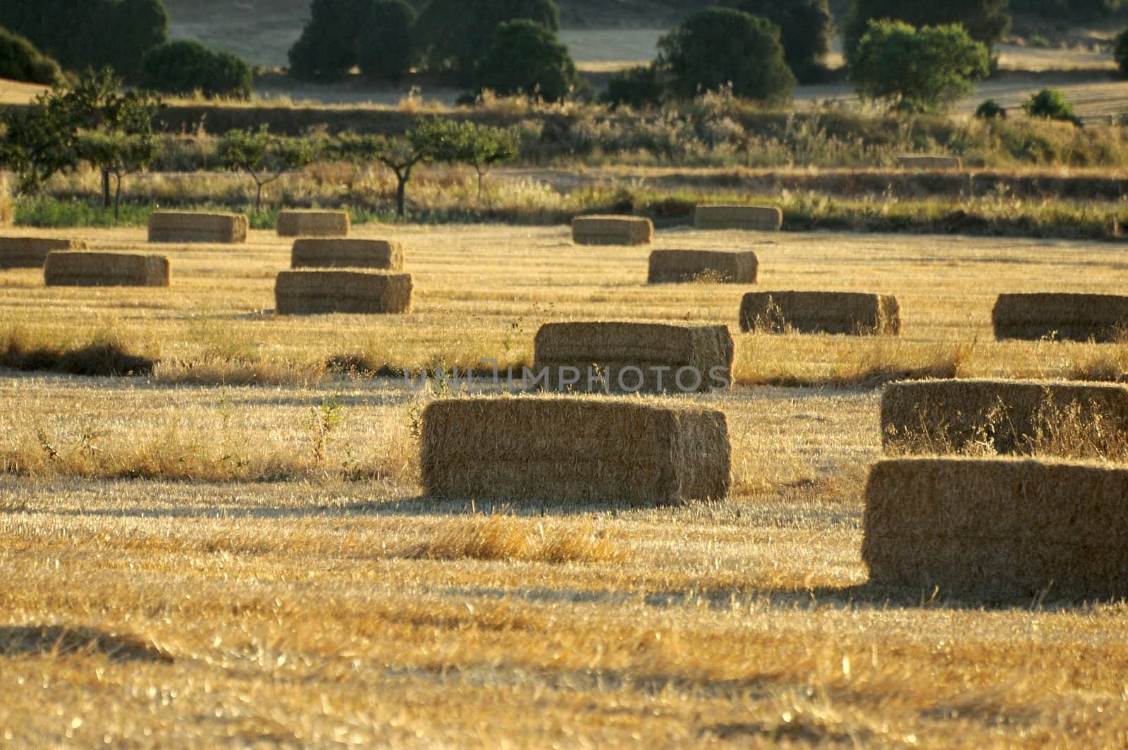 Fields after harvest