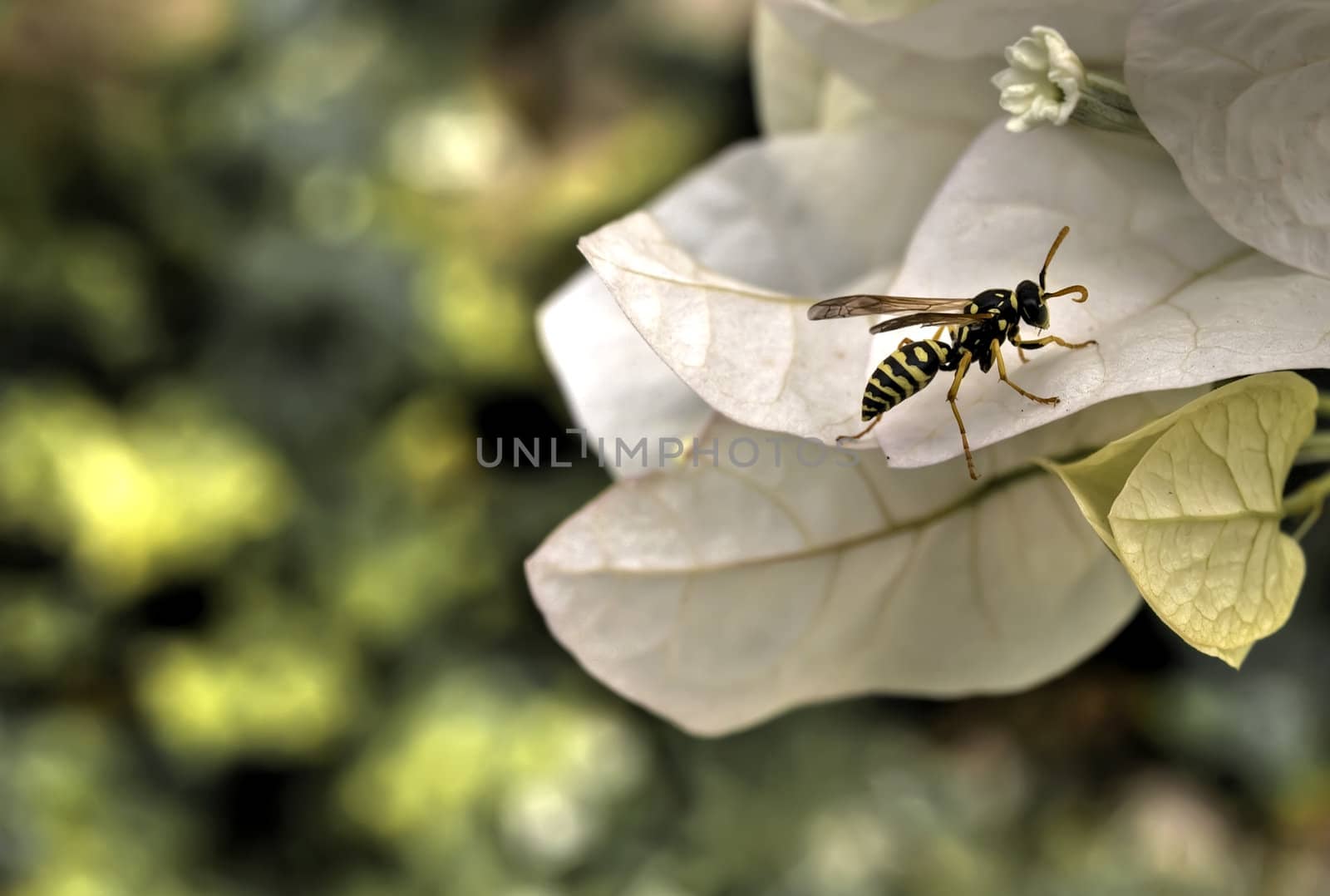 Mediterranean waspor hornet on flower
