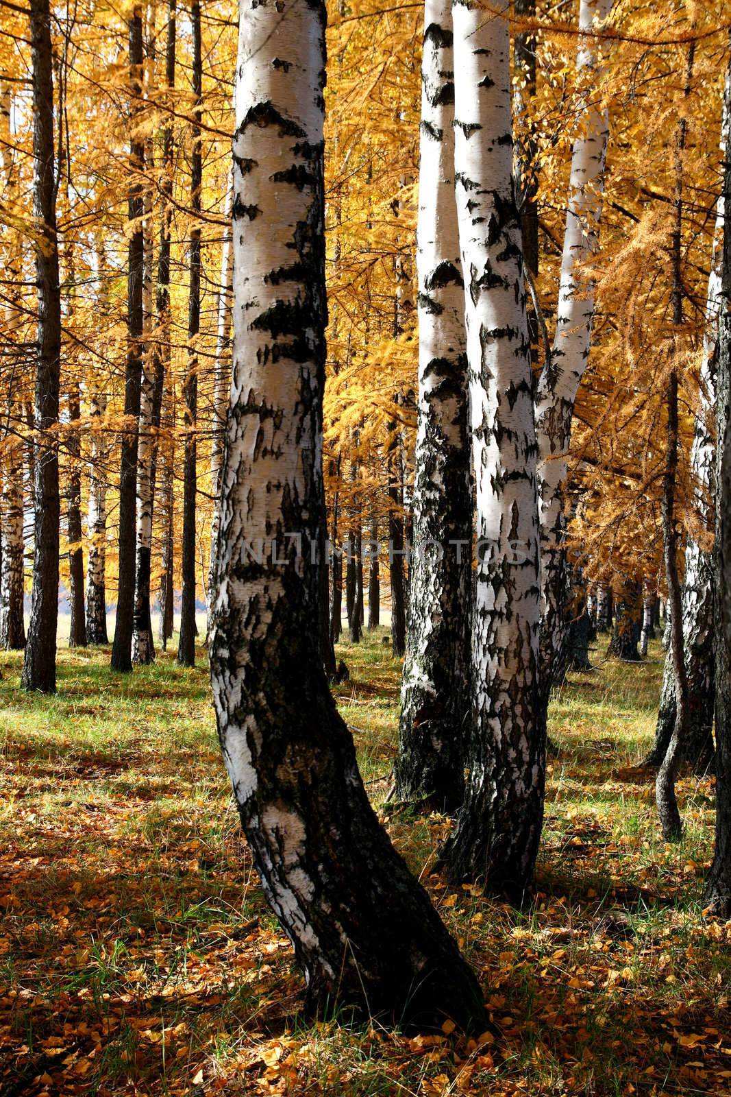 autumn birch and larch trees by Mikko