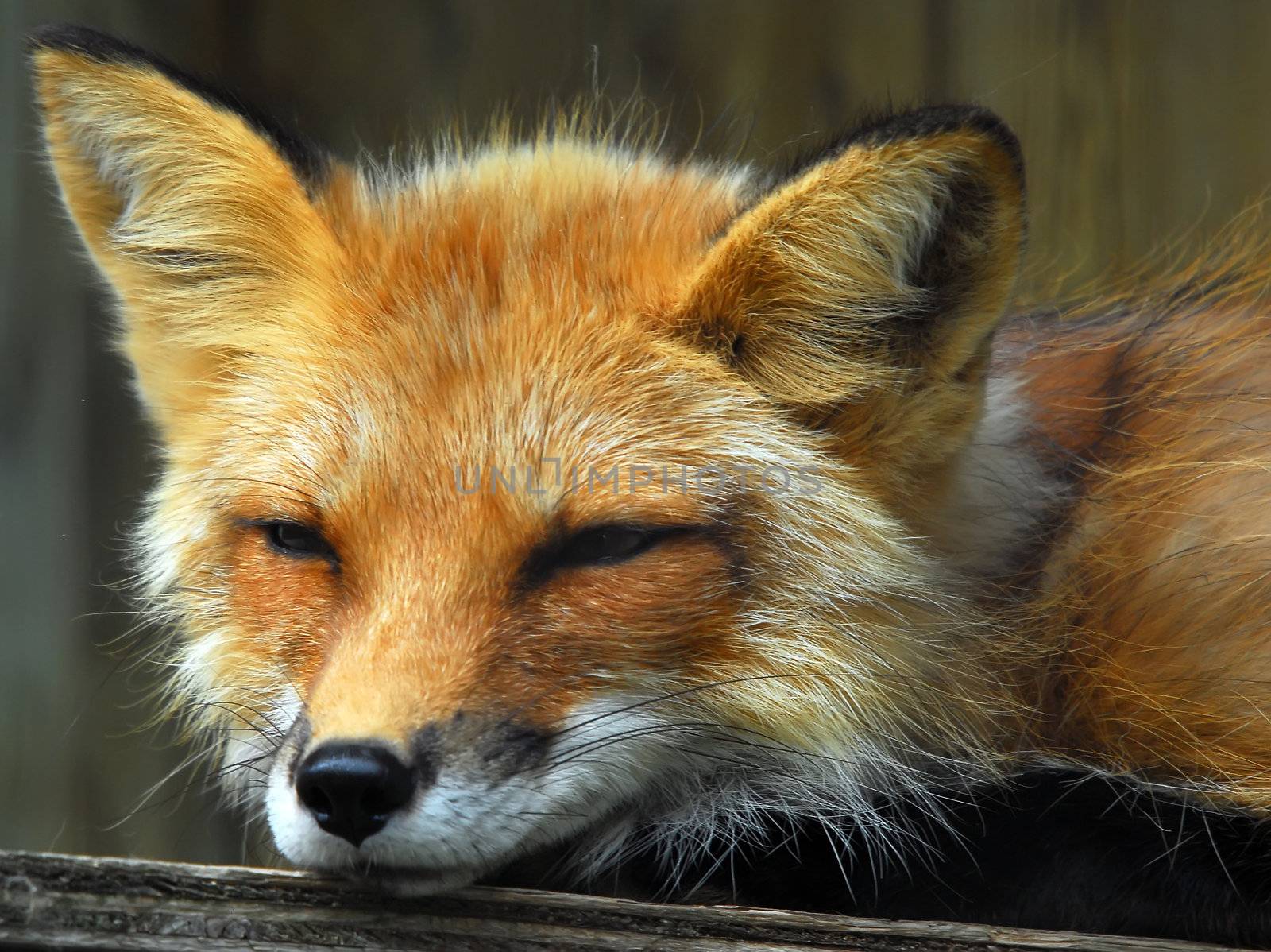 Closeup portrait of a Red Fox