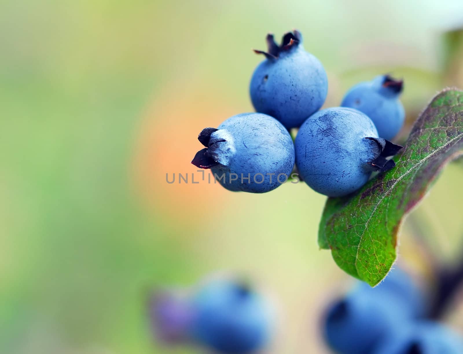 Wild Blueberries (Vaccinium myrtilloides) by nialat