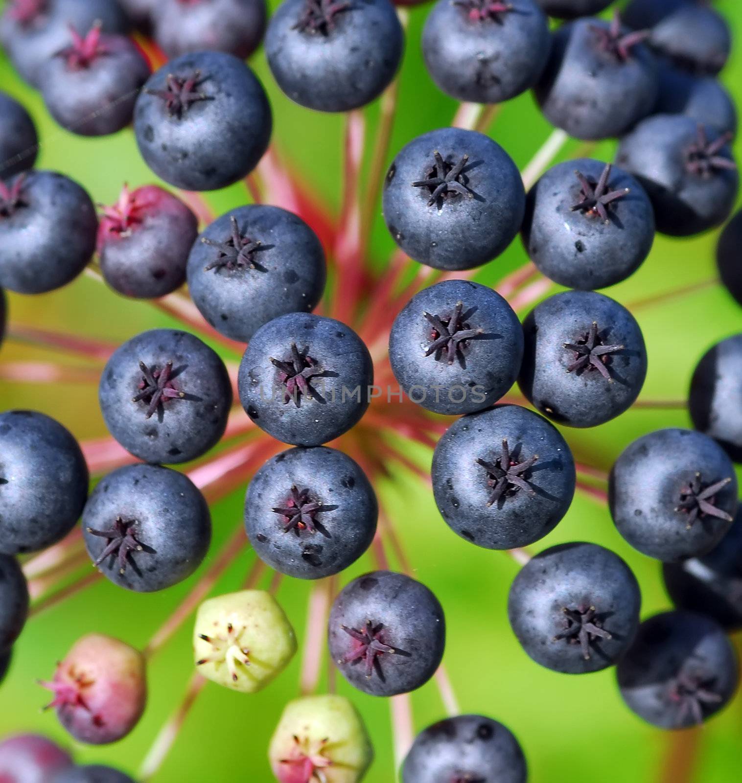 Closeup of some small berries that looks like blueberries