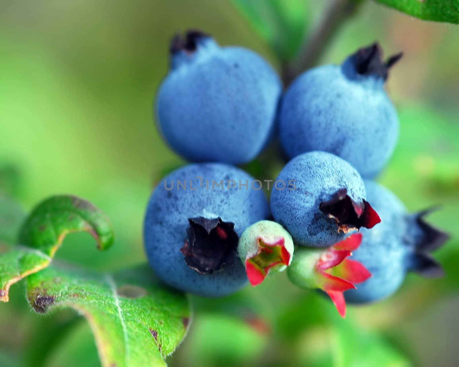 Wild Blueberries (Vaccinium myrtilloides) by nialat