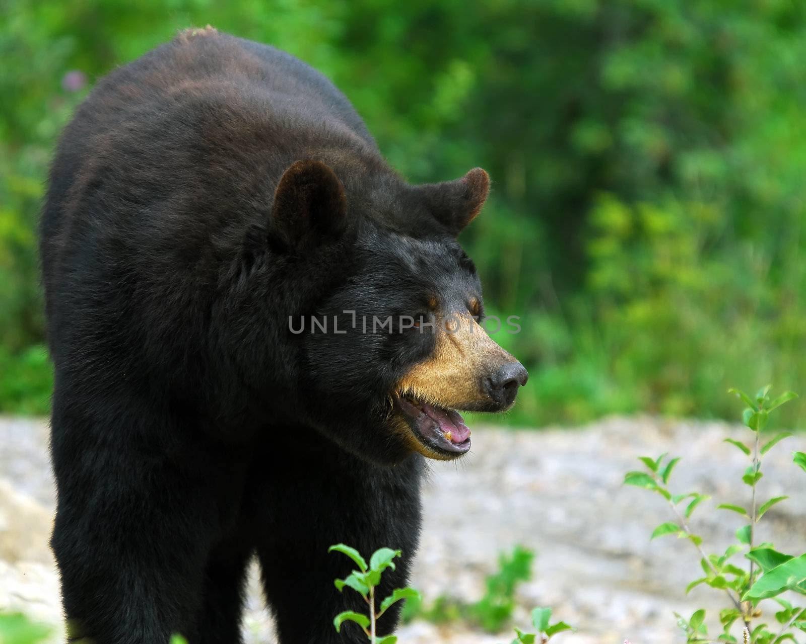 Black Bear by nialat