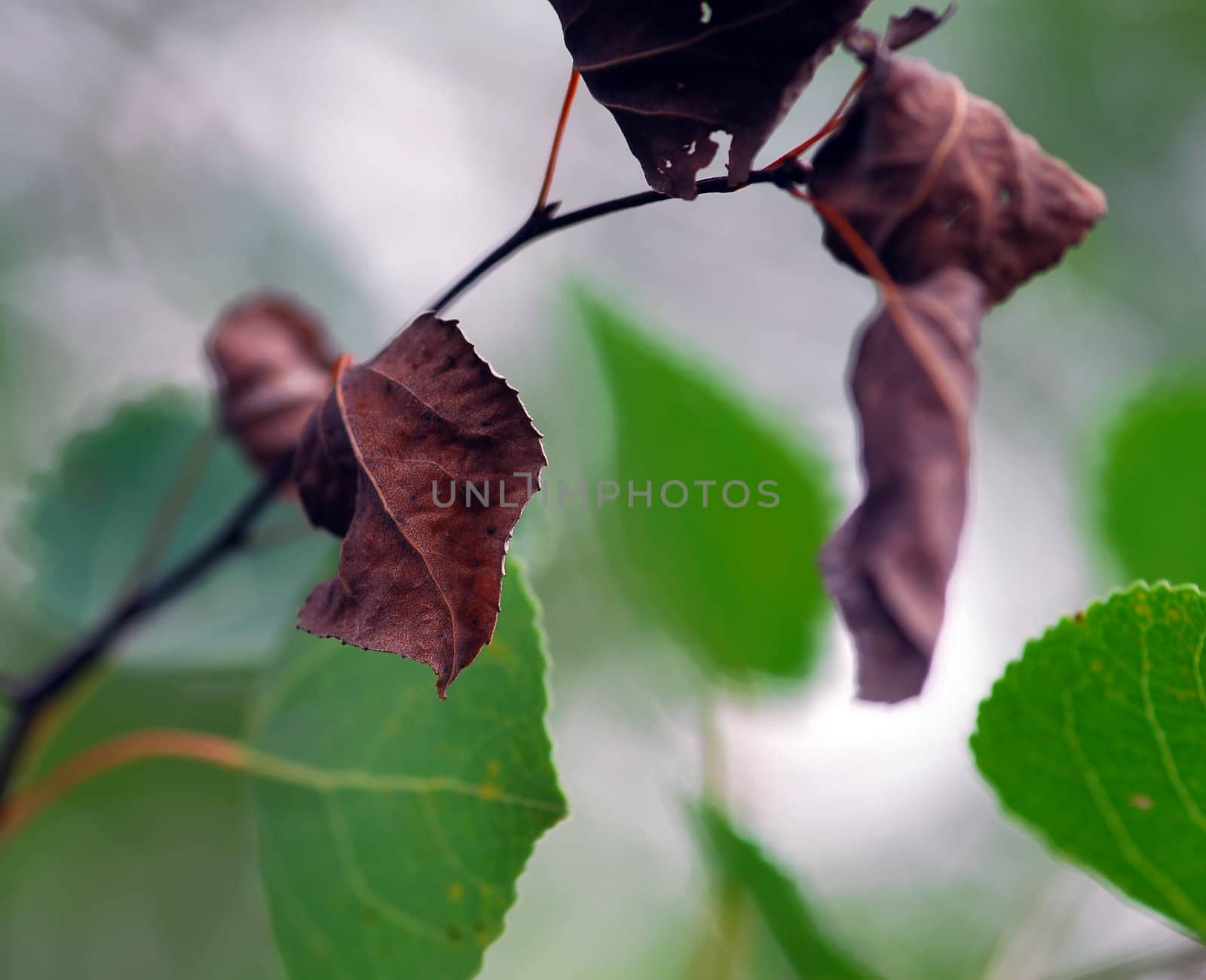 Dead leaves by nialat