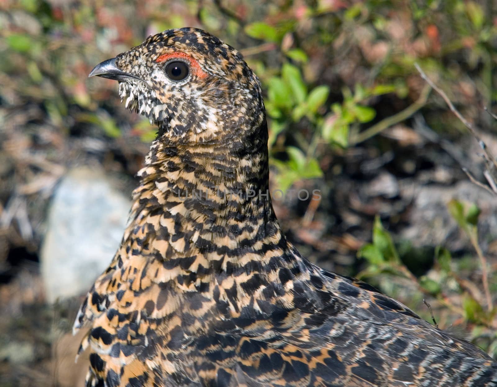 Closeup portrait of a spruce grouse in it's natural environment