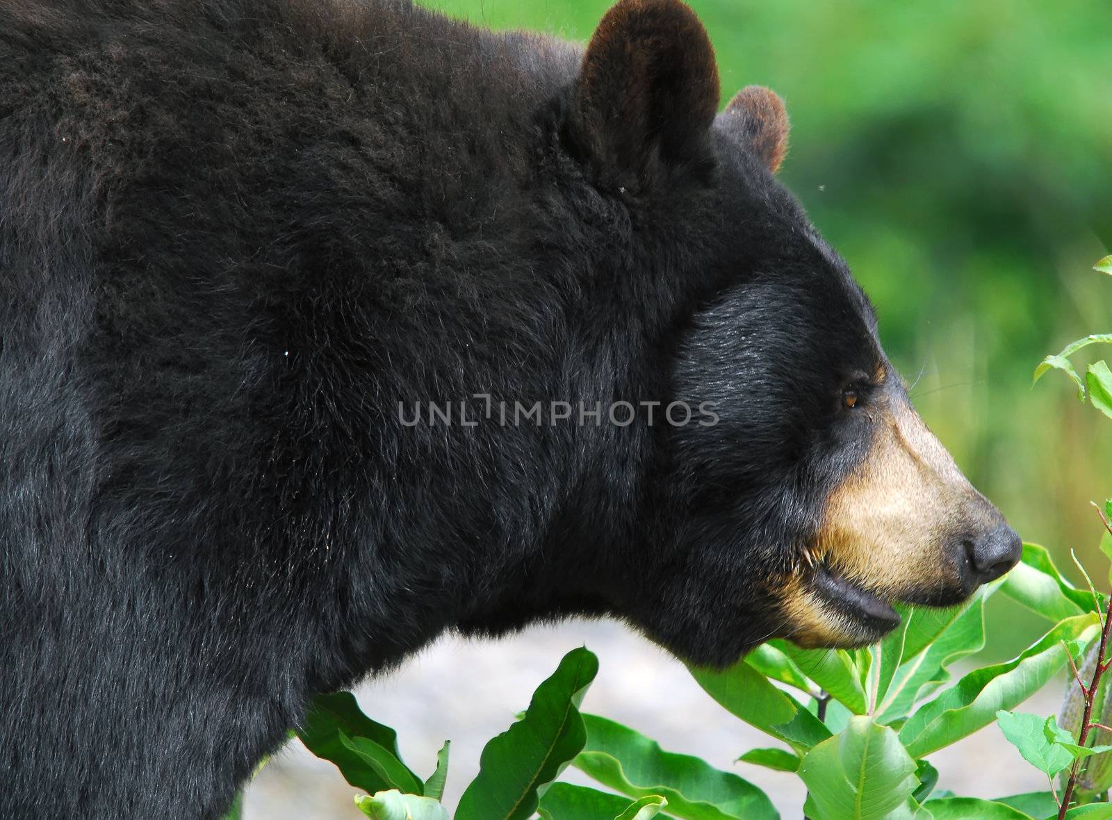 Black Bear by nialat