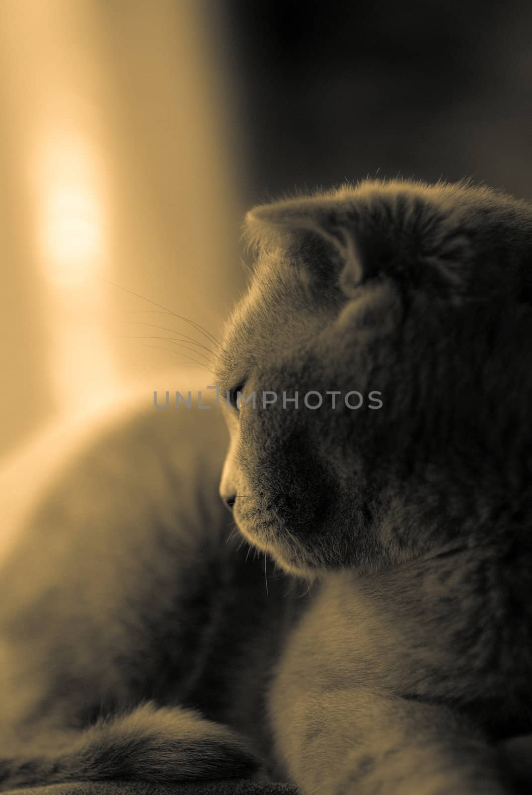 Cat is looking at the rain through the window