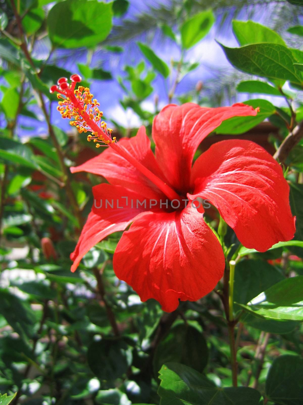 Red hibiscus by Angel_a