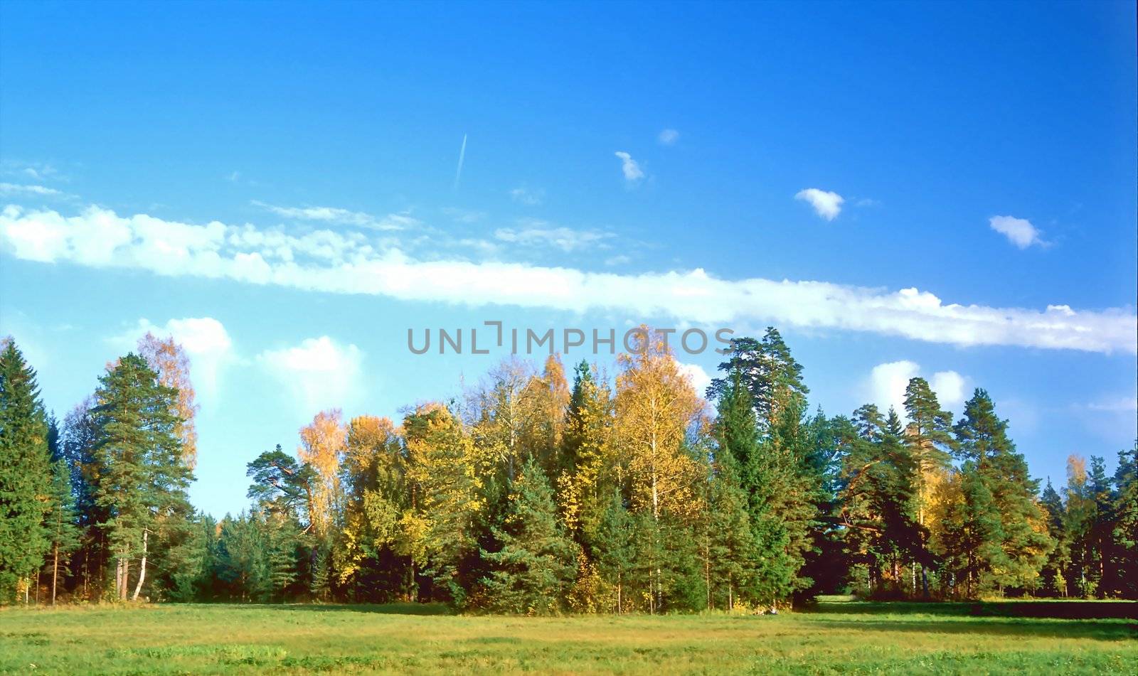 Autumn landscape of the park in nice day
