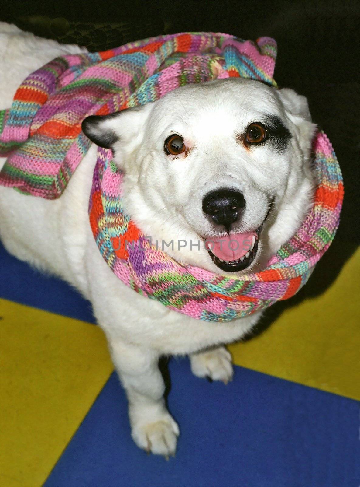 White dog with the mottle scarf close up