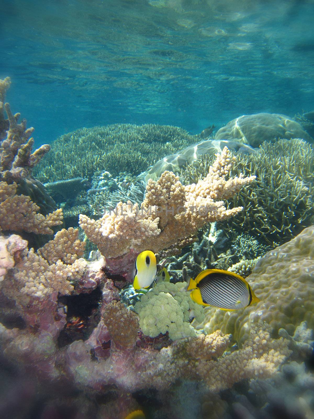 Underwater Scene of Great Barrier Reef in Queensland, Australia