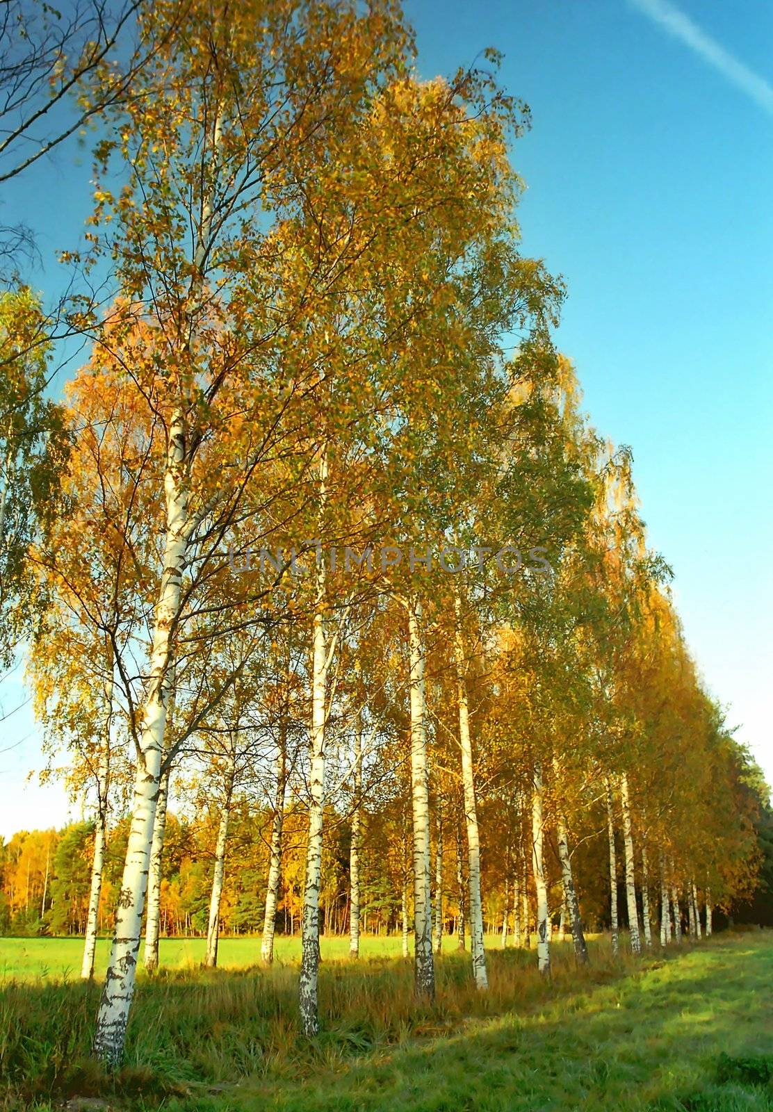 Birches alley in autumn colors against blue sky