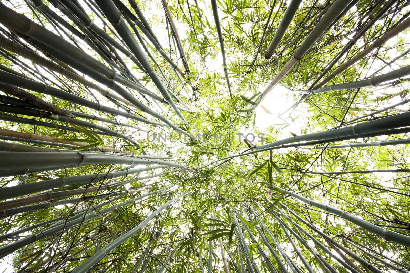 Green Bamboo Forest for background  by cozyta