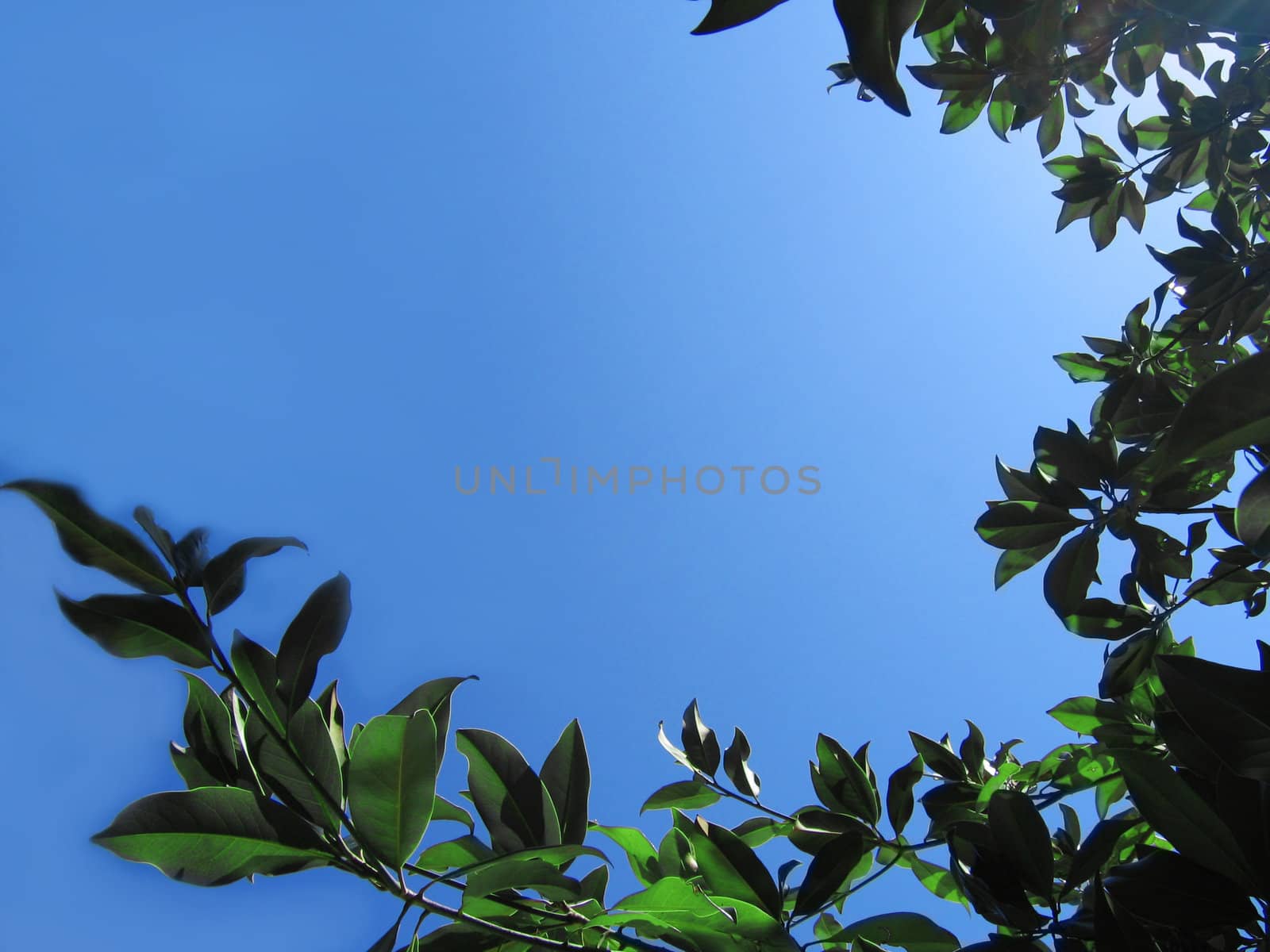 ficus foliage making frame on blue sky back