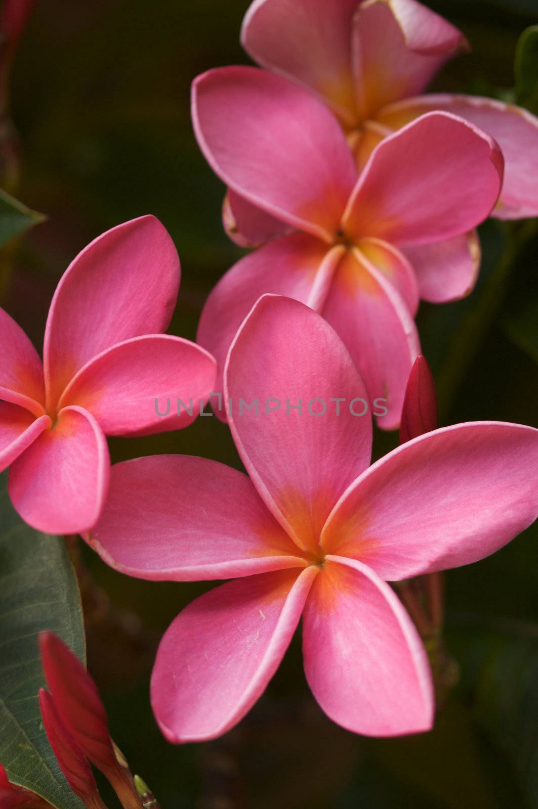 Pink Plumeria Flowers on the tree in Kauai, Hawaii