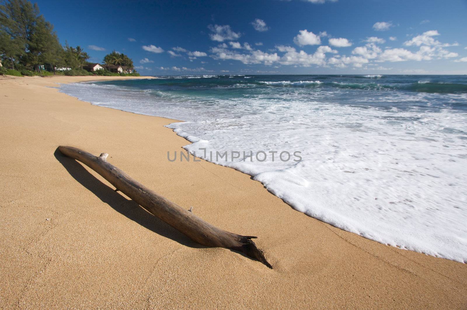Tropical Shoreline and Driftwood on Kauai, Hawaii